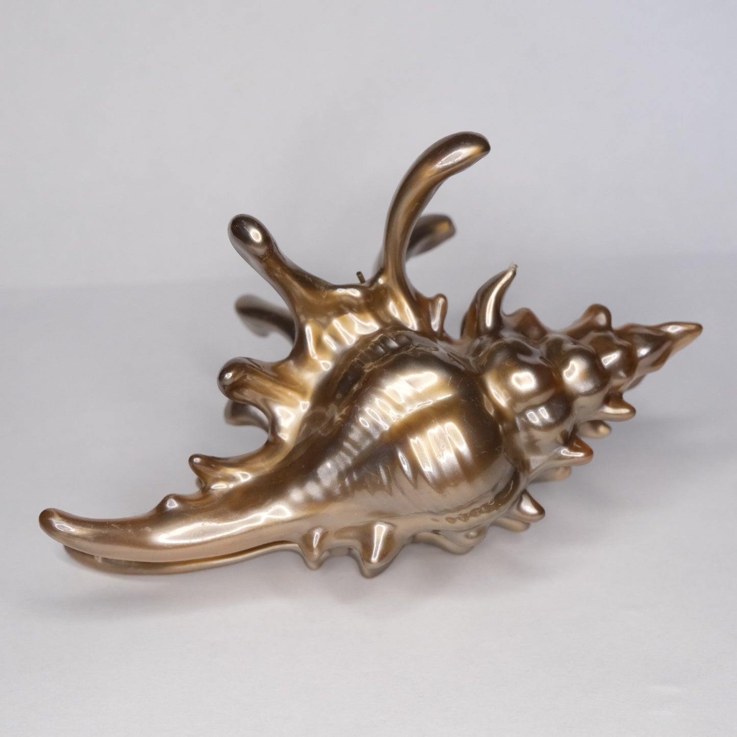 KapKap segtukas "Bronze crown conch"