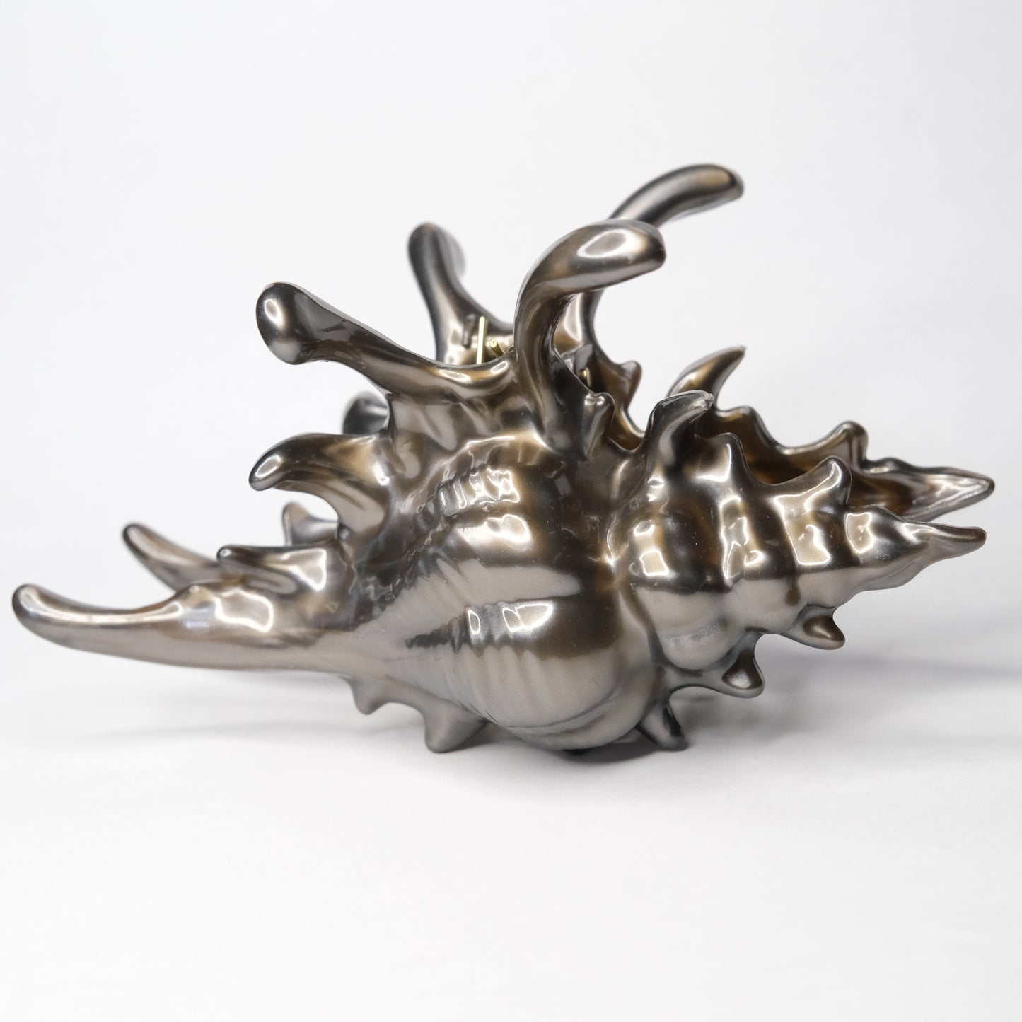 KapKap segtukas "Dark chocolate crown conch"