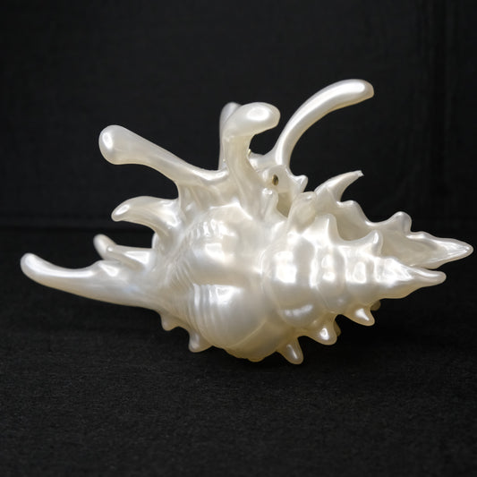 KapKap segtukas "Pearl crown conch"