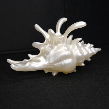KapKap segtukas "Pearl crown conch"