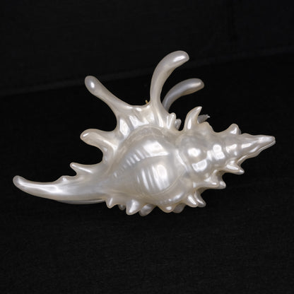KapKap segtukas "Pearl crown conch"