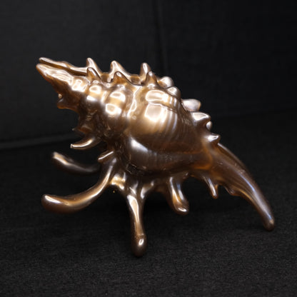 KapKap segtukas "Bronze crown conch"