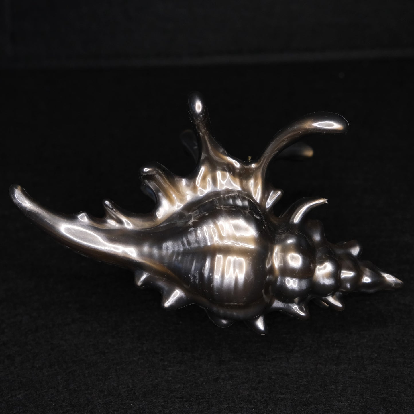 KapKap segtukas "Dark chocolate crown conch"