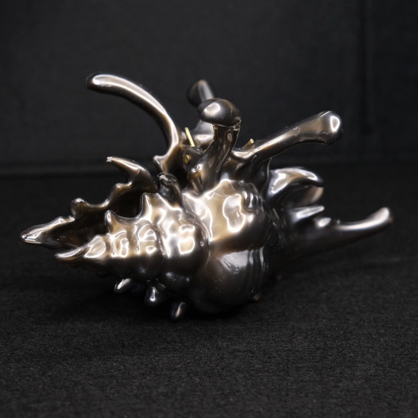 KapKap segtukas "Dark chocolate crown conch"